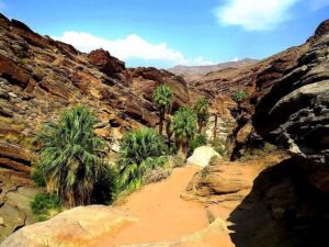 Palm Desert Hikes: Loving the Desert On Foot!